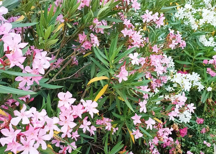 Domaine De La Crete Zen דירה *